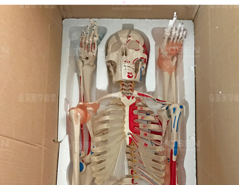 Skeleton With Muscles And Ligaments 180cm Tall The Human With Ligament Model Buy Cheap In An Online Store With Delivery Price Comparison Specifications Photos And Customer Reviews