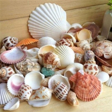Conchas para praia, jóias da moda para casa, artesanato natural, conchas para aquário, tanque de peixes, paisagem, 100g 2024 - compre barato