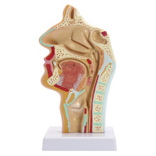 Modelo médico de anatomia da garganta, modelo anatômico da cavidade nasal em tamanho humano da cabeça 2024 - compre barato
