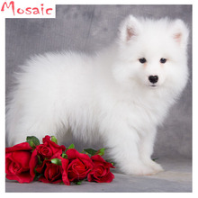 Samoyed,Flower,animal dog,Diamond Painting,Diamond Embroidery Cross Stitch,5D,Square,Rhinestone,Mosaic,DIY,Christmas gift 2024 - buy cheap