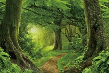 Laeacco Jungle Forest Backdrops Tree Moss Green Grass Cave Mystery Child Baby Scenic Photo Background Photocall Photo Shoot 2024 - buy cheap