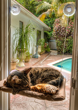 Гамак для домашних животных, подвесная кошачья кровать, моющаяся, на присоске 2024 - купить недорого