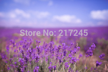 Art Fabric Photography Backdrop Lavender Custom Photo Prop backgrounds 5ftX7ft D-3122 2024 - buy cheap