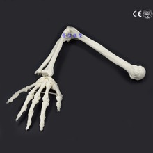 1:1 Human Bone Model of Bone Adult Arm of Upper Limb Bone Arm and Radius Hand Bone Medical Science School Teaching Supplies 2024 - buy cheap