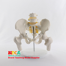 Cinturón pélvico de vértebras lumbares simuladas, dos vértebras lumbares con modelo de férula, columna vertebral, pelvis médica, enseñanza médica MGP005 2024 - compra barato