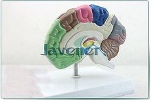 Modelo anatômico humano da metade da função de cérebro, modelo médico profissional de anatomia 2024 - compre barato