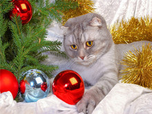 Presente de natal gato completo diy pintura diamante bordado ponto cruz diamante mosaico bordado arte decoração de natal 2024 - compre barato