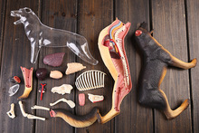 Modelo anatómico de perro, esqueleto, modelo de huesos de perro, modelo anatómico dimensional, modelo educativo de Ciencia 2024 - compra barato