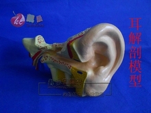 Equipamento biológico instrumento de ensino modelo anatômico do ouvido frete grátis 2024 - compre barato