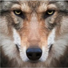 Cool European Wolf Shower Curtain 3D Vivid Wolf Painting Bathroom Curtains Set Beautiful Wild Animal Bathroom Home Decor 180X180 2024 - buy cheap