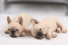 Mnotht Real Animal Series No.9 2PCS/SET 1/6 Scale French Bulldog (Sleep Mode) Statue All 5 Colors Collection Model Toys l20 2024 - buy cheap