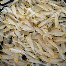 100pcs/lot Fishy Smell Soft Lures 5cm 1.2g Luminous T-tail Fish Fishing Lure Bait Fishing Tackle 2024 - buy cheap