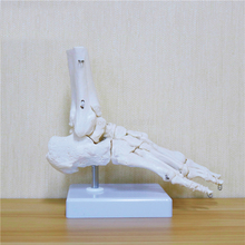 Modelo de hueso del pie humano Flexible, placa del pie, articulaciones del pie, tobillo, Tibia y Fibula, modelo de pie de ortopedia para enseñanza médica 2024 - compra barato