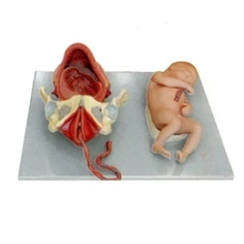 Proceso de entrega fetal a todo plazo, modelo enseñanza medicina, envío gratis 2024 - compra barato