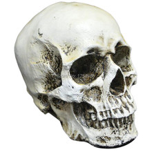 Resin Head Skull Halloween Props Replica Haunted House Room Escape Horrible prop 2024 - buy cheap
