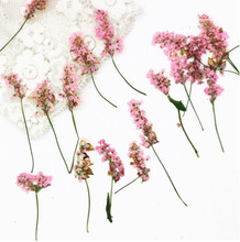 120pcs Pressed Dried 4-6cm Pink Buckwheat Flower Plant Herbarium For Jewelry Postcard Invitation Card Phone Case Bookmark DIY 2024 - buy cheap
