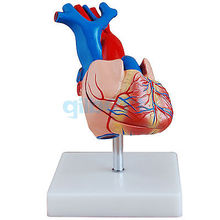 Life Size Human Heart Vein Plumonary Circulation Anatomy Cardiac Medical Model 2024 - buy cheap