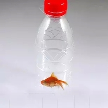 Fish in a Bottle - magic trick,stage magic, close-up,illusions, bottle magic, comdey 2024 - buy cheap