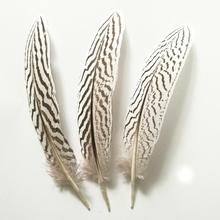 Pluma de faisán de plata de 50 uds, pluma de pavo real, pluma de avestruz para peluquero, tocado de 18-25cm, venta al por mayor 2024 - compra barato