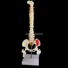 Columna Vertebral humana de 45CM con modelo pélvico, antivuelco rojo, anatomía, columna vertebral, modelo médico, suministros de enseñanza médica escolar 2024 - compra barato