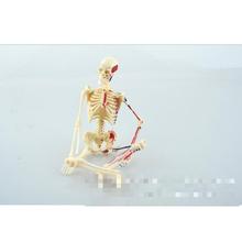 Обучающие ресурсы, модель человеческого скелета, медицинская модель обучения, пластиковая модель человеческого скелета 2024 - купить недорого