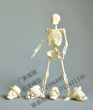 Frete grátis modelo de esqueleto de corpo humano 20cm, montagem de modelos de brinquedos educativos, modelo de esqueleto humano, peças de reposição 2024 - compre barato