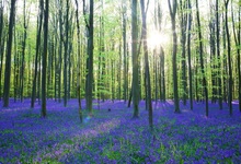 Laeacco Spring Forest Carpet of Bluebells Scene Baby Photography Backgrounds Customized Photographic Backdrops For Photo Studio 2024 - buy cheap