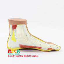 Modelo anatómico Normal de articulación de pie y tobillo, enseñanza médica, MJRJ002 2024 - compra barato