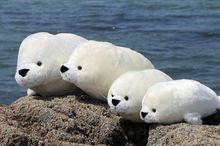 stuffed toy white seal plush toy high quality goods throw pillow birthday gift w2480 2024 - buy cheap