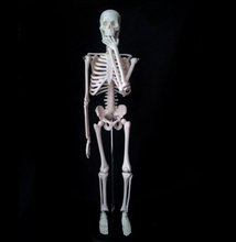 Модель человеческого скелета 45 см, съемная модель человеческого скелета, анатомическая модель, решение 2024 - купить недорого