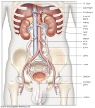 Anatomy Pathology Anatomical Poster Liver Placement Chart Classic Canvas Paintings Vintage Wall Posters Stickers Home Decor Gift 2024 - buy cheap