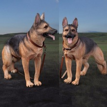 DID (AS003) 1/6 Working Dog Model German Shepherd dog Anime Statue for 12 inches Action Figure Accessories Collections 2024 - buy cheap