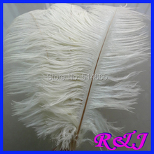 EMS Free shipping Cheap ostrich feather 100pcs 18-20 inches 45-50cm Cream / Ivory plumage ostrich plume 2024 - buy cheap