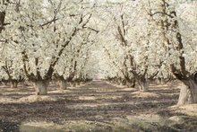 Fondos de fotografía de primavera para niños, impresión por ordenador, huerto, almendra, flores blancas, camino 2024 - compra barato