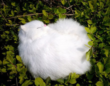 simulation cute white sleeping cat 22x17cm model polyethylene&furs cat model home decoration props ,model gift d344 2024 - buy cheap