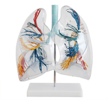 Nuevo Modelo de segmento de pulmón transparente médico anatómico humano 2024 - compra barato