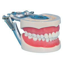Стоматологическое оборудование Стоматологическая модель для взрослых бесплатная доставка 2024 - купить недорого