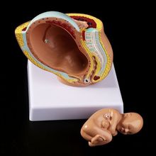 Medical props model 9th Month Baby Fetus Foetus Pregnancy Human Pregnancy Fetal Development Medical Model 2024 - buy cheap