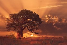 Sun tree baobab áfrica raios natureza paisagem poster impressão de seda tecido arte decoração da parede 12x18 polegada impressão personalizada 2024 - compre barato
