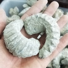 DHXYZB-fósil de cremallera áspera Natural rara, feifantyle espécimen de Corea, piedras y minerales 2024 - compra barato