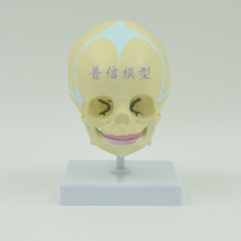 Free shipping&lifelike small head, infant skull model with the base , skull model, for medical education school. 2024 - buy cheap