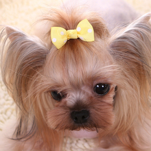6/12pcs Newest Cute Pet Dog Cat Beauty Supplies Bows Hairpin Pet Hair Clips Headdress Grooming Accessories 2024 - buy cheap