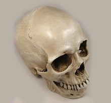 1: 1 human skull model life size resin skull model art class model medical teaching delicate human skeleton model 2024 - buy cheap