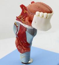 Laryngopharyngeal model laryngopharyngeal anatomy model tongue model thyroid model medical organ 2024 - buy cheap