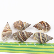 Natural Spot Spiral Shell SeaShells Zeeschelp for DIY handmade Home decoration jewelry making Scrapbooking Craft 10pcs 20-35mm 2024 - buy cheap