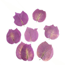 120pcs Pressed Dried Bougainvillea Glabra Plants Herbarium For Jewelry iPhone Phone Case Photo Frame DIY Making Accessories 2024 - buy cheap
