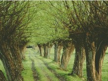 Green tree Scenery Handmade Counted Arts Needlework 16CT 18CT Embroidery DIY Cross Stitch Kits Crafts 14CT Unprinted Home Decor 2024 - buy cheap