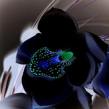 black orchid 3d diamond painting flower full square drill needlework rhinestone embroidery sets mosaic pattern diy cross stitch 2024 - buy cheap