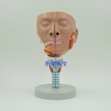 Modelo anatómico de garganta, lengua, músculo, boca, nariz, músculo faríngeo, envío gratis 2024 - compra barato