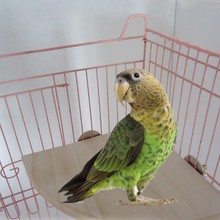 3 tamanhos pássaro papagaio plataforma de madeira carrinho rack brinquedo hamster ramo poleiros para gaiola de pássaro brinquedos suprimentos para animais estimação 2024 - compre barato